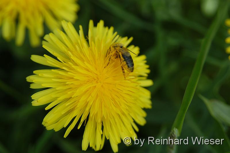 Loewenzahn mit Biene_02.jpg - Löwenzahnblüten mit Biene